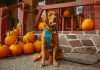 JAB-acquires-pumpkin-pet-insurance