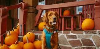 JAB-acquires-pumpkin-pet-insurance