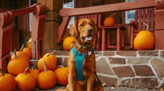 JAB-acquires-pumpkin-pet-insurance