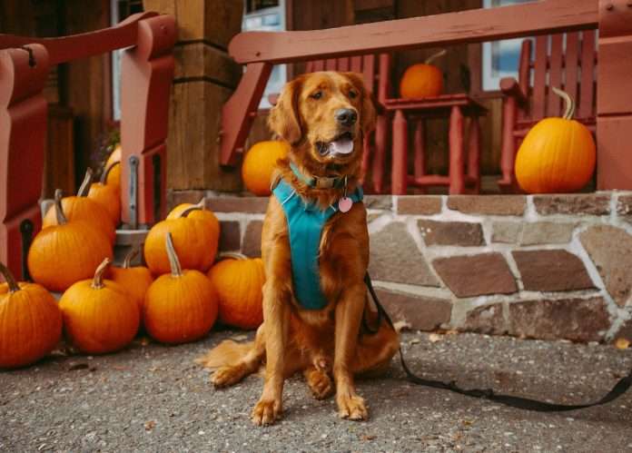 JAB-acquires-pumpkin-pet-insurance