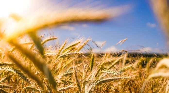 M&G pours $165m into Regenerate’s pioneering sustainable agriculture fund Regenerate