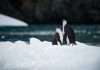 antarctica-capital-to-acquire-life-annuity-platform-midwest-holding