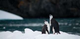 antarctica-capital-to-acquire-life-annuity-platform-midwest-holding