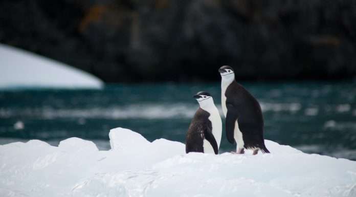 Antarctica Capital to acquire life and annuity platform Midwest Holding antarctica-capital-to-acquire-life-annuity-platform-midwest-holding