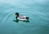 carpe-data-teams-up-with-duck-creek-to-boost-claims-and-underwriting