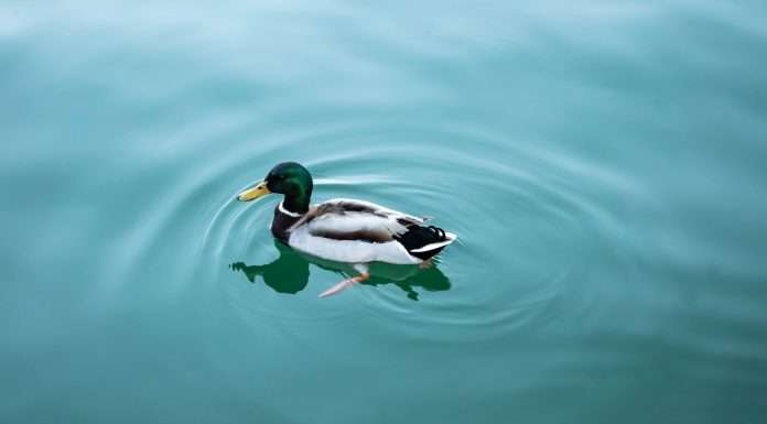 carpe-data-teams-up-with-duck-creek-to-boost-claims-and-underwriting