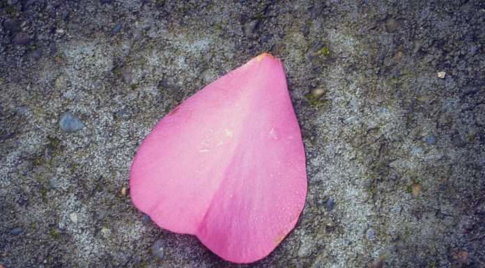 credit-card-fintech-petal-secures-$35m-