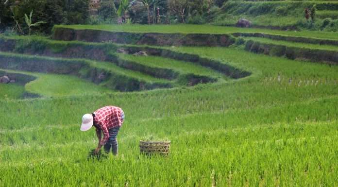 Reimagining Indonesian agriculture: Lexasure’s InsurTech and AgriG8’s FinTech merge forces indonesia-argiculture