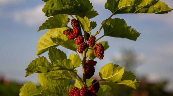 Mulberri unveils AI-powered Risk Engine, revolutionising workers’ compensation underwriting mulberri-launches-ai-driven-product