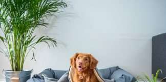 north-american-pet-insurance-sector-exceeds-$3.5bn