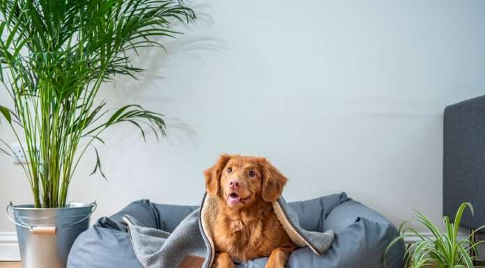 North American pet insurance sector exceeds $3.5bn north-american-pet-insurance-sector-exceeds-$3.5bn