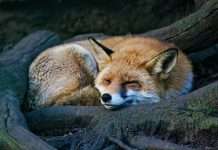 we-fox-raises-funding-to-enhance-insurance-distribution