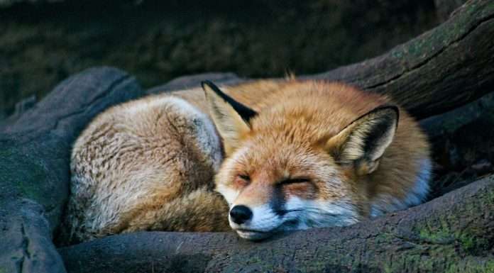 we-fox-raises-funding-to-enhance-insurance-distribution