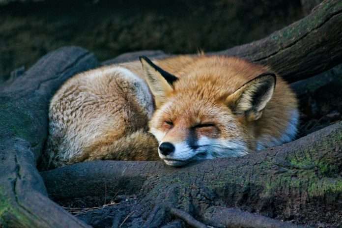 we-fox-raises-funding-to-enhance-insurance-distribution