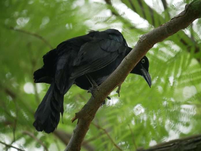 Blackbird.AI
