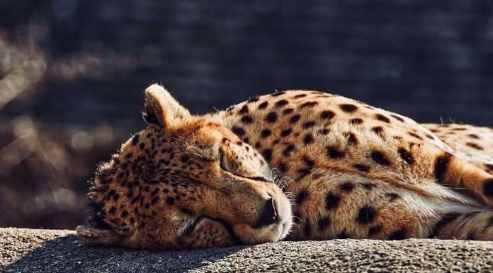 Decoding the covert ties between wildlife trafficking and financial crime wildlife