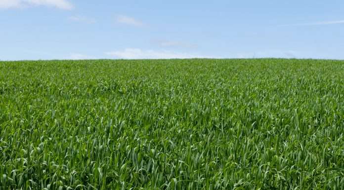 HeavyFinance and Agricarbon unite for a greener future HeavyFinance and Agricarbon unite for a greener future