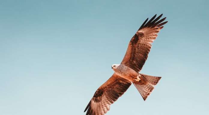 Revolutionising Compliance Efficiency with Hawk AI