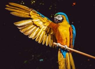 parrot-revolutionises-court-reporting-with-ai-backed-by-11m-series-a-funding
