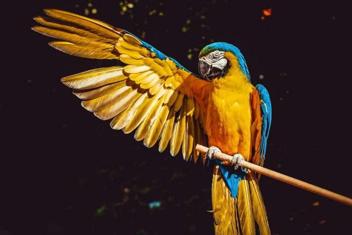 parrot-revolutionises-court-reporting-with-ai-backed-by-11m-series-a-funding
