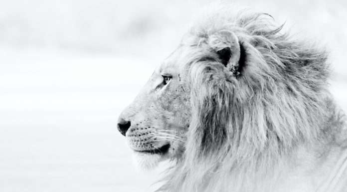 top-two-deals-lions-share-fintech-funding