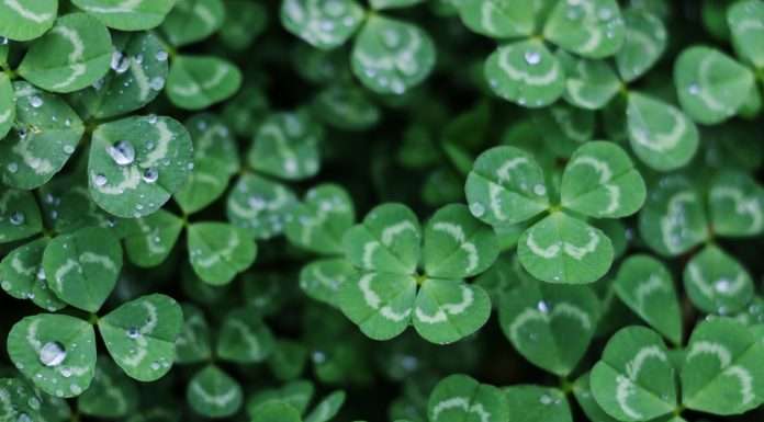 Cloverleaf Analytics and Socotra seal partnership for elevated insurance intelligence