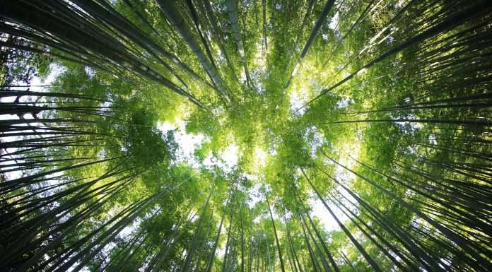 ESG Bay seals £135,000 investment to propel green business assessments