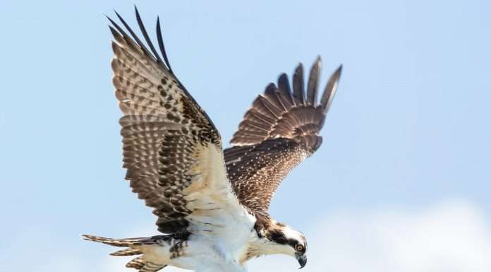 Hawk AI and Fourthline combine forces to escalate next-gen AML and KYC initiatives