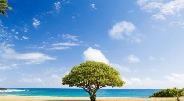 How can technology help firms improve sustainability reporting?