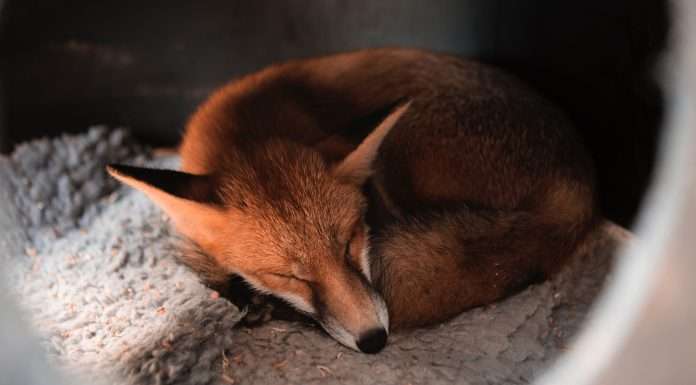 InsurTech player Foxquilt lands $12m