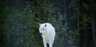 Mountain Wolf