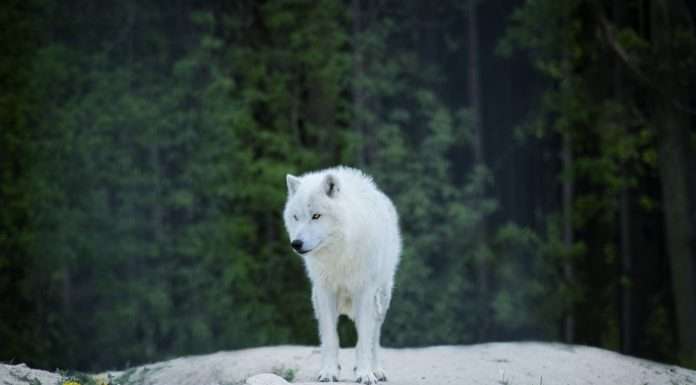 Mountain Wolf teams up with iDenfy to streamline crypto compliance Mountain Wolf