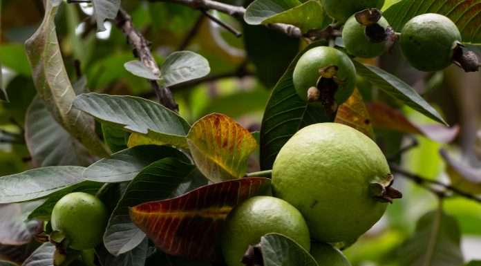 Guavapay