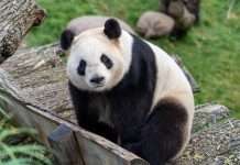PandaDoc acquires Denario