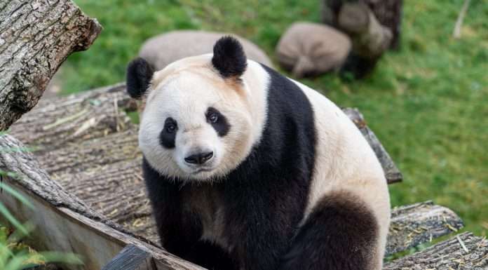 PandaDoc acquires Denario