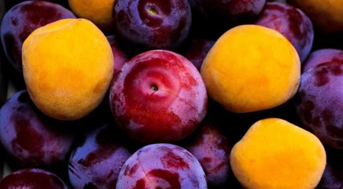 Plum, CityFALCON link to provide investors with AI-delivered news Plum partners with CityFALCON to add AI delivered news to app