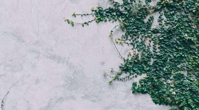 Ivy, an instant bank payment startup, has secured $7.7M in a seed investment round that was led by European VC Creandum. 