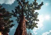 AirTrunk secures $4.6bn sustainability linked loan