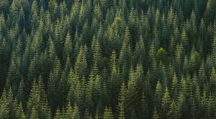 The road to effective ESG governance Beyond good intentions