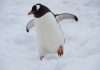 Bold Penguin partners with Next Insurance Bold Penguin has joined forces with Next Insurance, to offer users unparalleled access to Next's general and professional liability products.