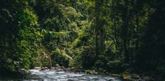 Embedded payments pioneer Rainforest garners $11.75m from notable investors
