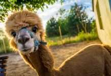 Alpaca seals $15m strategic investment from Japan's SBI to boost Asian financial services