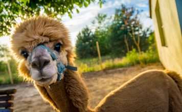 Alpaca seals $15m strategic investment from Japan's SBI to boost Asian financial services