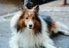 Lassie fetches €23m in funding: Leading the pack in preventive pet insurance