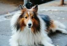 Lassie fetches €23m in funding: Leading the pack in preventive pet insurance