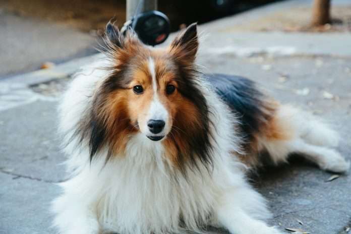 Lassie fetches €23m in funding: Leading the pack in preventive pet insurance