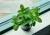 Credit Karma integrates Mint's expertise for enhanced financial tracking and savings