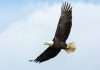 U.S. Eagle Federal Credit Union has launched an innovative state-of-the-art banking platform in collaboration with their partner Lumin Digital. 