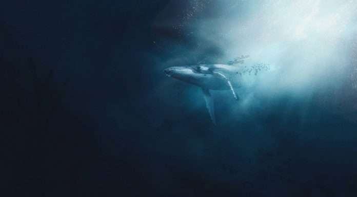 Cover Whale