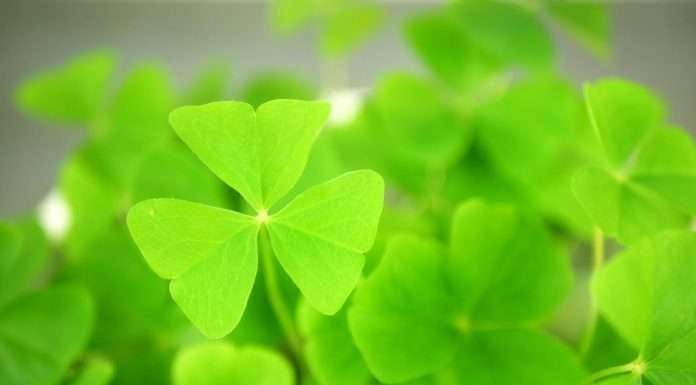 LEI Worldwide has emerged as the leading force in the Irish Legal Entity Identifier (LEI) market for January 2024.